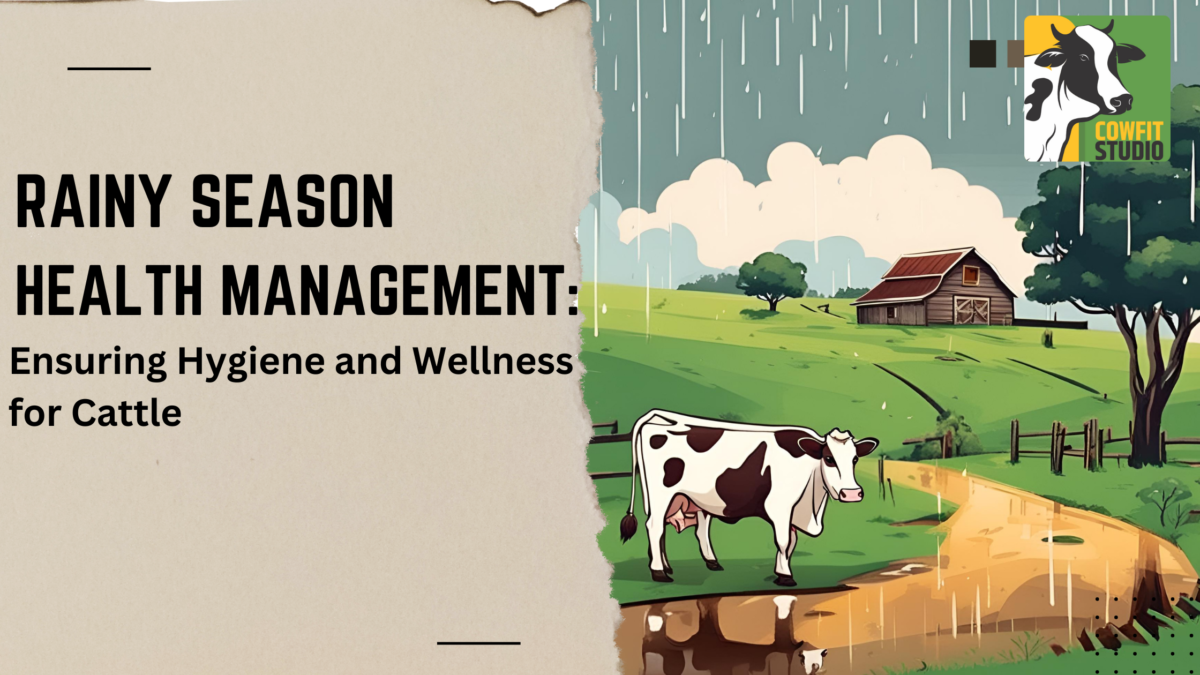 Rainy Season Health Management: Ensuring Hygiene and Wellness for Cattle