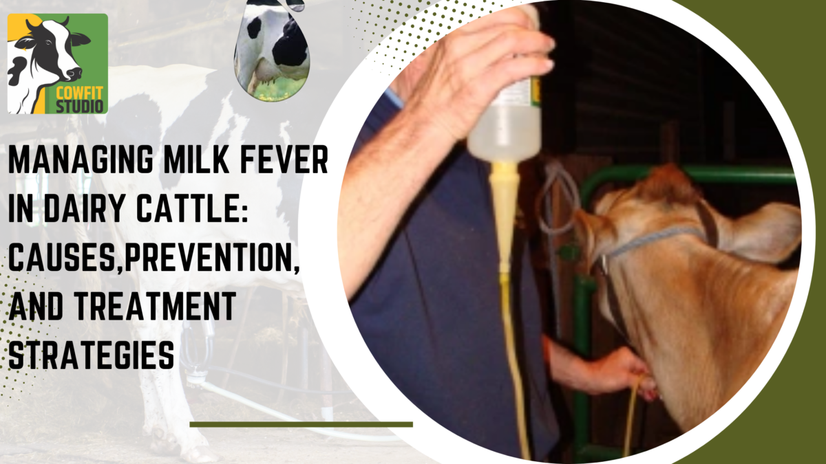 Managing Milk Fever in Dairy Cattle: Causes, Prevention, and Treatment Strategies